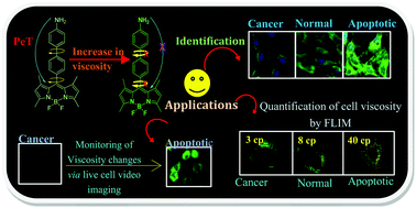 Graphical abstract: A bodipy based fluorescent probe for evaluating and identifying cancer, normal and apoptotic C6 cells on the basis of changes in intracellular viscosity