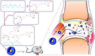 Graphical abstract: Activated macrophage-targeted dextran–methotrexate/folate conjugate prevents deterioration of collagen-induced arthritis in mice