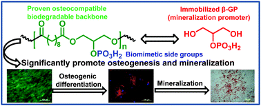 Graphical abstract: Phosphorylated poly(sebacoyl diglyceride) – a phosphate functionalized biodegradable polymer for bone tissue engineering