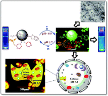 Graphical abstract: Fluorene–morpholine-based organic nanoparticles: lysosome-targeted pH-triggered two-photon photodynamic therapy with fluorescence switch on–off
