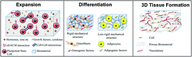 Graphical abstract: Biomaterials for pluripotent stem cell engineering: from fate determination to vascularization