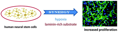 Graphical abstract: The effect of hypoxia and laminin-rich substrates on the proliferative behavior of human neural stem cells