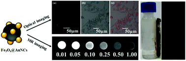 Graphical abstract: Gold nanoclusters decorated with magnetic iron oxide nanoparticles for potential multimodal optical/magnetic resonance imaging