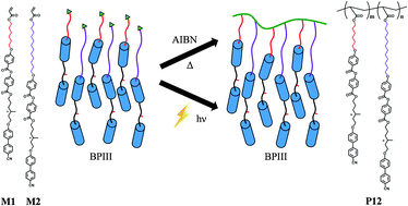 Graphical abstract: The first blue phase reactive monomers containing a bi-mesogenic core and their side-chain polymers