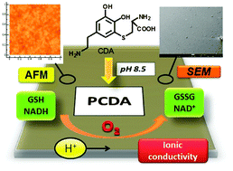 Graphical abstract: Tailoring melanins for bioelectronics: polycysteinyldopamine as an ion conducting redox-responsive polydopamine variant for pro-oxidant thin films