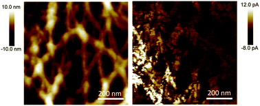 Graphical abstract: Protein nanowires with conductive properties