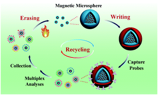 Graphical abstract: Rewritable magnetic fluorescence-encoded microspheres: preparation, characterization, and recycling