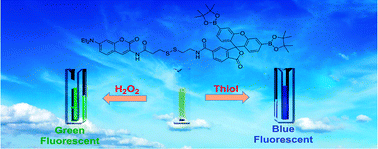 Graphical abstract: A dual responsive “turn-on” fluorophore for orthogonal selective sensing of biological thiols and hydrogen peroxide