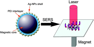Graphical abstract: Polyethylenimine-interlayered silver-shell magnetic-core microspheres as multifunctional SERS substrates
