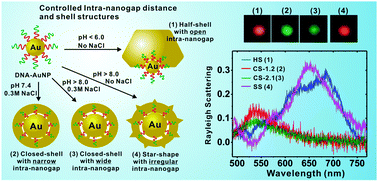 Graphical abstract: DNA-mediated control of Au shell nanostructure and controlled intra-nanogap for a highly sensitive and broad plasmonic response range