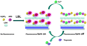 Graphical abstract: Assembly of alizarin red S/boric acid ultrathin films based on layered double hydroxide for fluorescence turn on detection of tiopronin