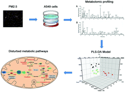 Graphical abstract: Metabolomics reveals disturbed metabolic pathways in human lung epithelial cells exposed to airborne fine particulate matter