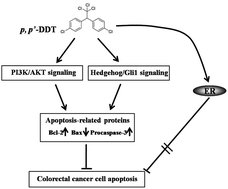 Graphical abstract: p,p′-Dichlorodiphenyltrichloroethane inhibits the apoptosis of colorectal adenocarcinoma DLD1 cells through PI3K/AKT and Hedgehog/Gli1 signaling pathways