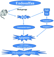 Graphical abstract: Endosulfan inducing blood hypercoagulability and endothelial cells apoptosis via the death receptor pathway in Wistar rats