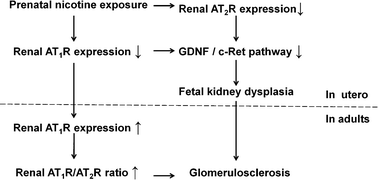 Graphical abstract: Prenatal nicotine exposure induced GDNF/c-Ret pathway repression-related fetal renal dysplasia and adult glomerulosclerosis in male offspring