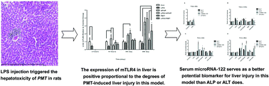 Graphical abstract: A new animal model for Polygonum multiflorum Thunb-induced liver injury in rats and its potential mechanisms