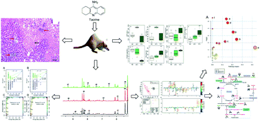 Graphical abstract: The acute hepatotoxicity of tacrine explained by 1H NMR based metabolomic profiling