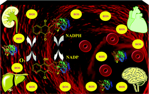 Graphical abstract: Molecular modeling and spectroscopic study of quinone–protein adducts: insight into toxicity, selectivity, and reversibility