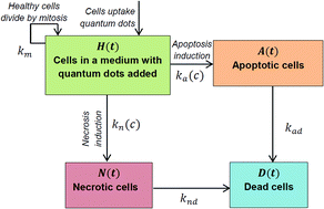 Graphical abstract: An experimental and theoretical assessment of quantum dot cytotoxicity