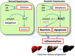 Graphical abstract: Synergistic interaction between lipid-loading and doxorubicin exposure in Huh7 hepatoma cells results in enhanced cytotoxicity and cellular oxidative stress: implications for acute and chronic care of obese cancer patients