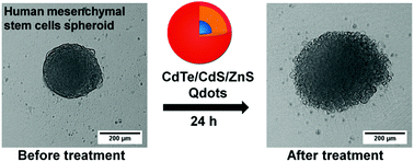 Graphical abstract: Evaluation of CdTe/CdS/ZnS core/shell/shell quantum dot toxicity on three-dimensional spheroid cultures