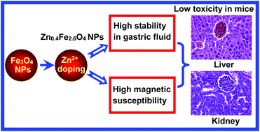 Graphical abstract: Evaluation of zinc-doped magnetite nanoparticle toxicity in the liver and kidney of mice after sub-chronic intragastric administration