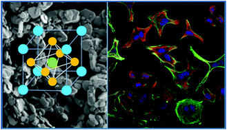 Graphical abstract: Health hazards of methylammonium lead iodide based perovskites: cytotoxicity studies
