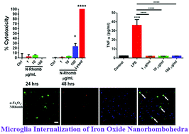 Graphical abstract: Absence of cytotoxicity towards microglia of iron oxide (α-Fe2O3) nanorhombohedra