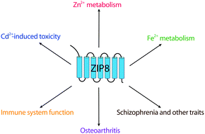 Graphical abstract: Molecular and pathophysiological aspects of metal ion uptake by the zinc transporter ZIP8 (SLC39A8)