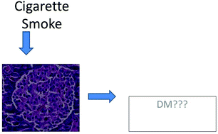 Graphical abstract: Pancreatic damage induced by cigarette smoke: the specific pathological effects of cigarette smoke in the rat model