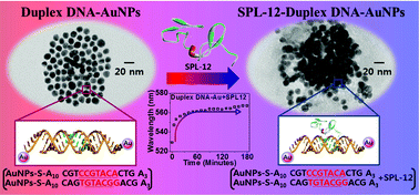Graphical abstract: A duplex DNA–gold nanoparticle probe composed as a colorimetric biosensor for sequence-specific DNA-binding proteins