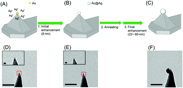 Graphical abstract: A tunable Au core–Ag shell nanoparticle tip for tip-enhanced spectroscopy