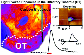 Graphical abstract: Application of fast-scan cyclic voltammetry for the in vivo characterization of optically evoked dopamine in the olfactory tubercle of the rat brain
