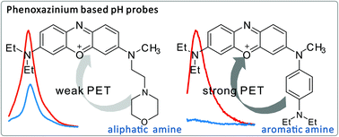 Graphical abstract: A comparative study of lysosome-targetable pH probes based on phenoxazinium attached with aliphatic and aromatic amines