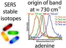 Graphical abstract: The origin of the band at around 730 cm−1 in the SERS spectra of bacteria: a stable isotope approach