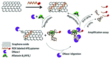 Graphical abstract: Size-dependent modulation of graphene oxide–aptamer interactions for an amplified fluorescence-based detection of aflatoxin B1 with a tunable dynamic range