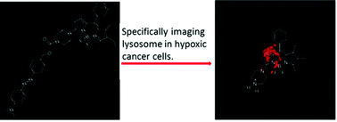 Graphical abstract: A fluorescent turn-on probe for visualizing lysosomes in hypoxic tumor cells