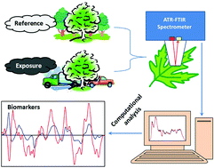 Graphical abstract: Spectrochemical analysis of sycamore (Acer pseudoplatanus) leaves for environmental health monitoring