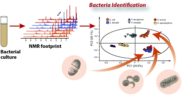 Graphical abstract: Identification of bacterial species by untargeted NMR spectroscopy of the exo-metabolome