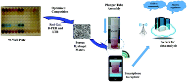 Graphical abstract: A hydrogel based rapid test method for detection of Escherichia coli (E. coli) in contaminated water samples