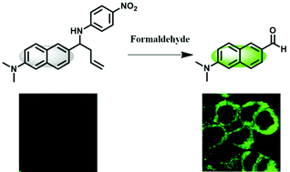 Graphical abstract: A two-photon fluorescent probe for bio-imaging of formaldehyde in living cells and tissues