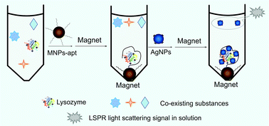 Graphical abstract: A magnetic nanoparticle-based aptasensor for selective and sensitive determination of lysozyme with strongly scattering silver nanoparticles