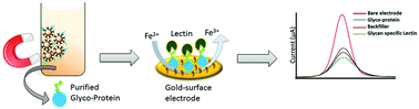 Graphical abstract: Electrochemical detection of protein glycosylation using lectin and protein–gold affinity interactions