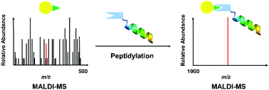 Graphical abstract: Peptidylation for the determination of low-molecular-weight compounds by matrix-assisted laser desorption/ionization time-of-flight mass spectrometry