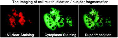 Graphical abstract: A high-resolution method to assess cell multinucleation with cytoplasm-localized fluorescent probes