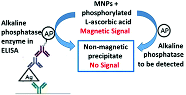 Graphical abstract: Enzymatic conversion of magnetic nanoparticles to a non-magnetic precipitate: a new approach to magnetic sensing