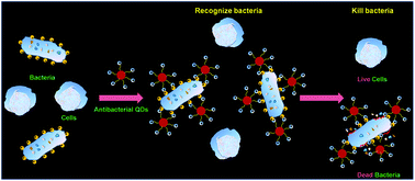 Graphical abstract: Quantum dots modified with quaternized poly(dimethylaminoethyl methacrylate) for selective recognition and killing of bacteria over mammalian cells