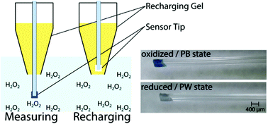Graphical abstract: Development of a rechargeable optical hydrogen peroxide sensor – sensor design and biological application