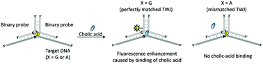 Graphical abstract: Fluorescence detection of single-nucleotide differences using aptamer-forming binary DNA probes