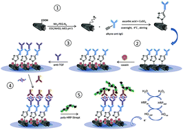 Graphical abstract: Carbon nanotubes functionalized by click chemistry as scaffolds for the preparation of electrochemical immunosensors. Application to the determination of TGF-beta 1 cytokine